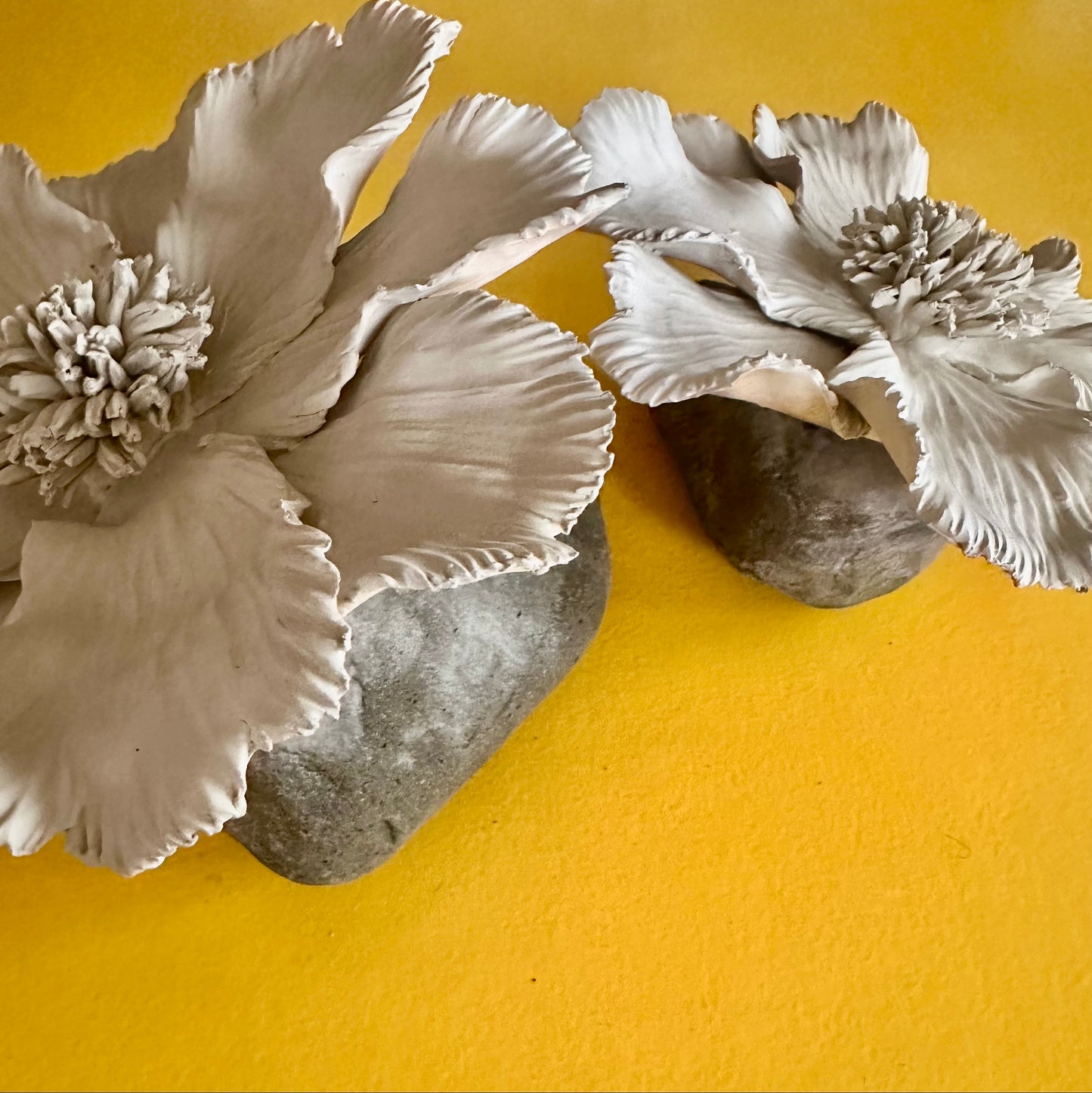 SPECIAL EDITIONS :: FLORA.